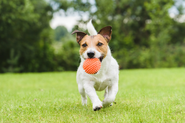 Hund Beschaftigen Hunde Kausnacks Magazin