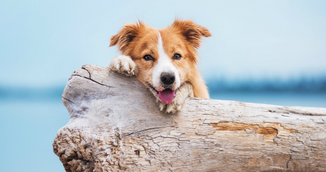 Immunsystem stärken beim Hund HundeKausnacks Magazin