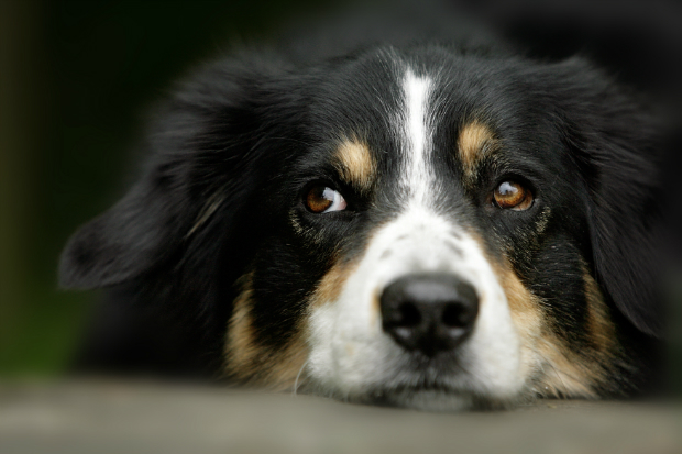 Eifersucht Bei Hunden Unterbinden 5 Tipps, die gegen Eifersucht