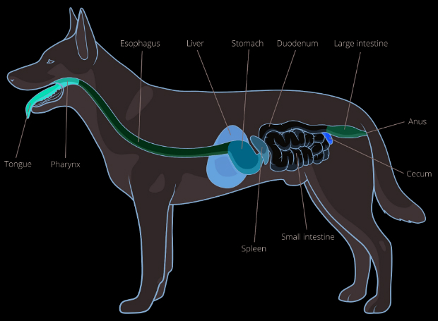Haben Hunde Einen Blinddarm Das Verdauungssystem Des Hundes Ernahrung