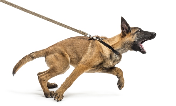 Was tun gegen Leinenaggression beim Hund? HundeKausnacks Magazin