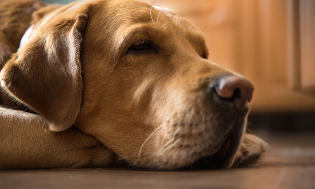 Wie viel Schlaf brauchen Hunde? HundeKausnacks Magazin