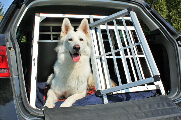 Hund im Auto transportieren - Hunde-Kausnacks Magazin