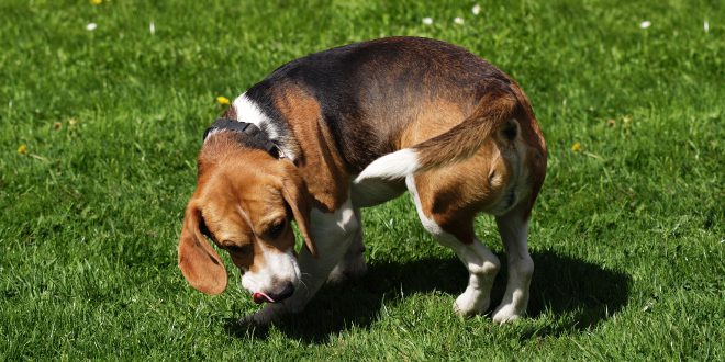 Hund drehen beibringen HundeKausnacks Magazin