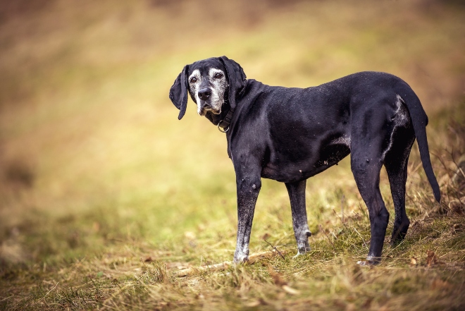 Gleitwirbel bei Hunden HundeKausnacks Magazin