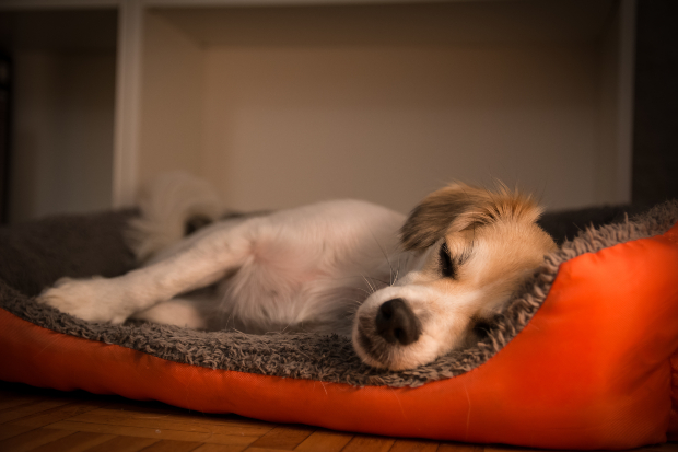 Warum Schlafen Hunde Mit Offenen Augen Augen DE