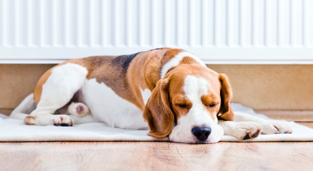 Magendrehung beim Hund HundeKausnacks Magazin