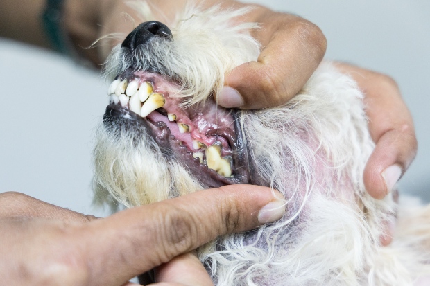 Zahnprobleme beim Hund HundeKausnacks Magazin