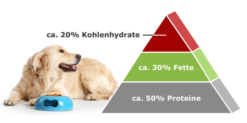 Wie sieht die ideale Ernährungspyramide für Hunde aus? Hunde