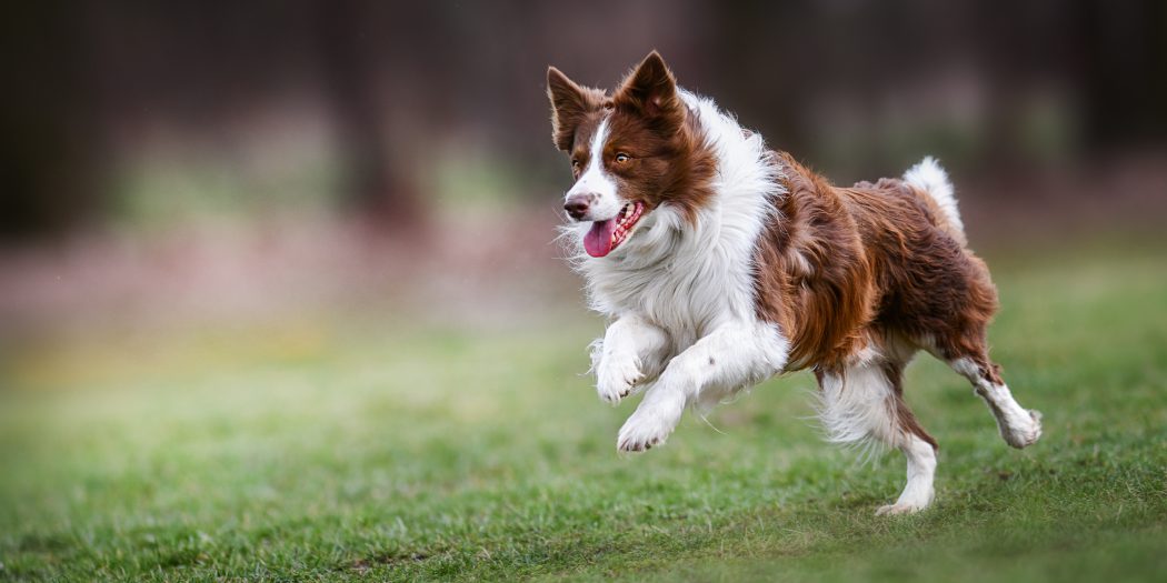 Kondition beim Hund aufbauen HundeKausnacks Magazin